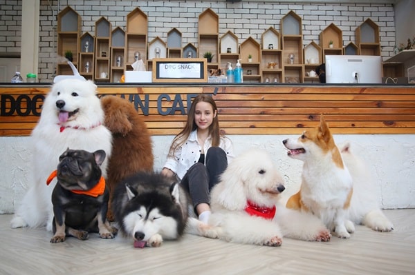 Keep Your Dog Entertained