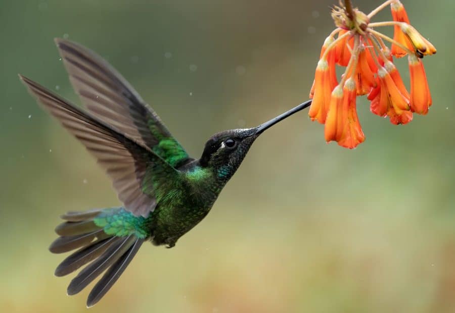 Hummingbirds
