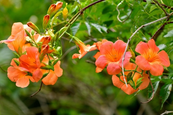 Plants That Attract Hummingbirds