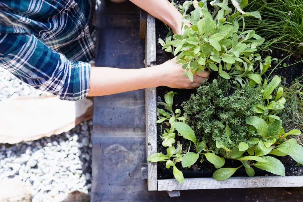 Herb Garden