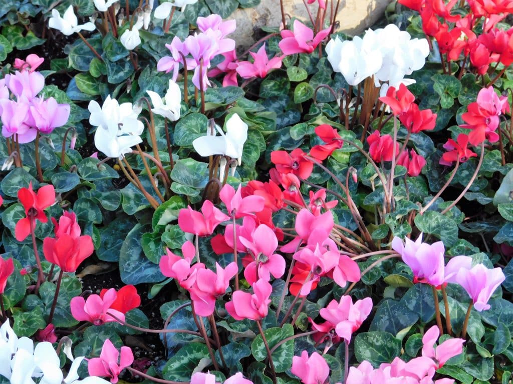 Flowers