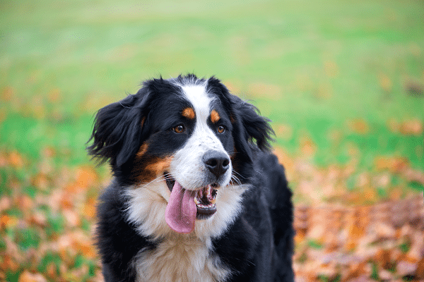 Dog Breeds That Like To Adventure