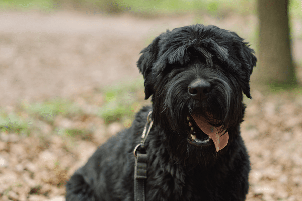 Dog Breeds That Like To Adventure