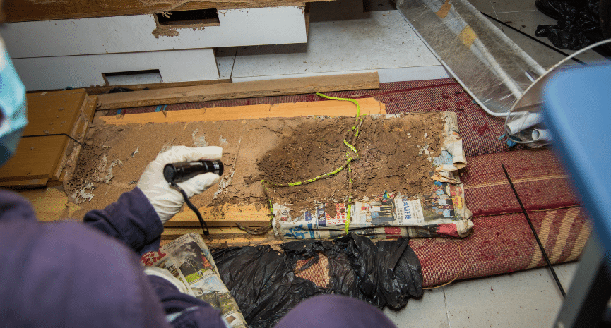 Fumigation: Everything You Need To Know