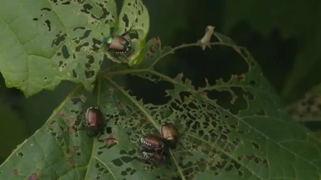 The Alarming Impact Of Tourism On Local Wildlife