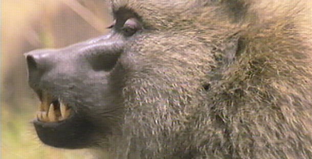 The Alarming Impact Of Tourism On Local Wildlife