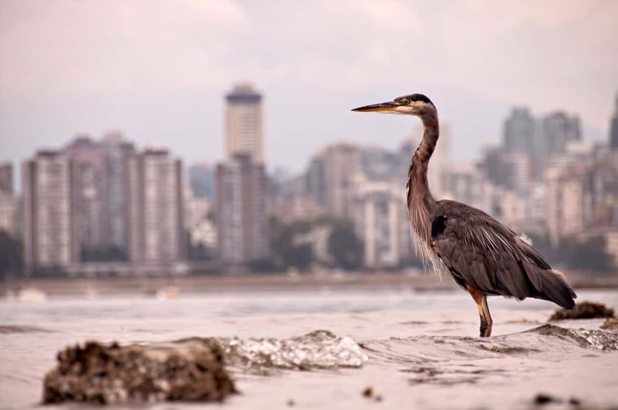The Secret Life Of Urban Wildlife