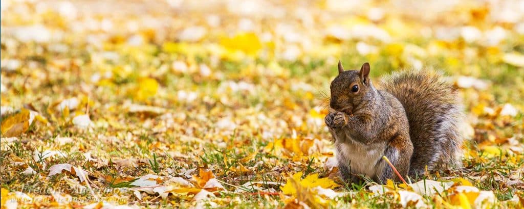 The Secret Life Of Urban Wildlife