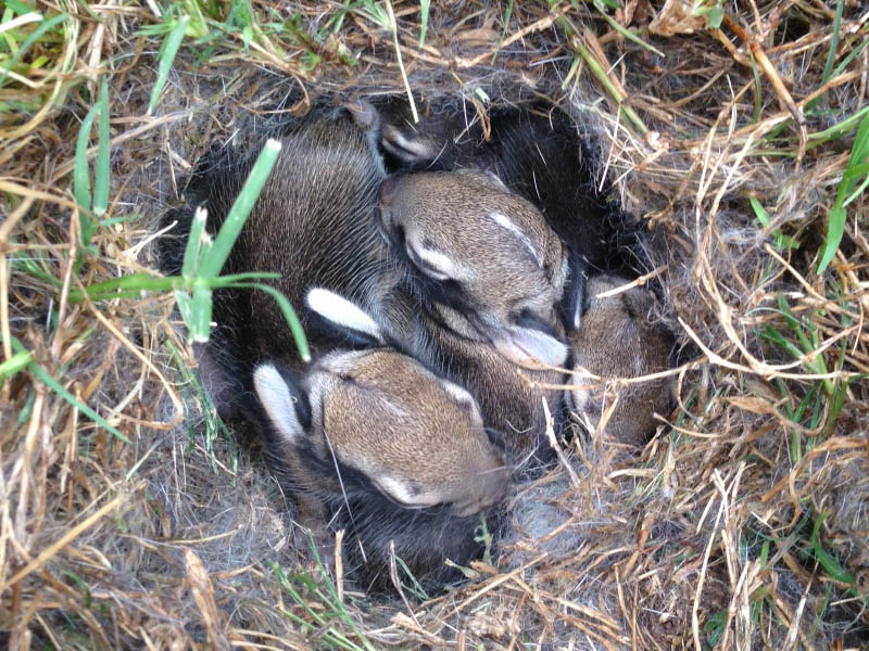 The Secret Life Of Urban Wildlife