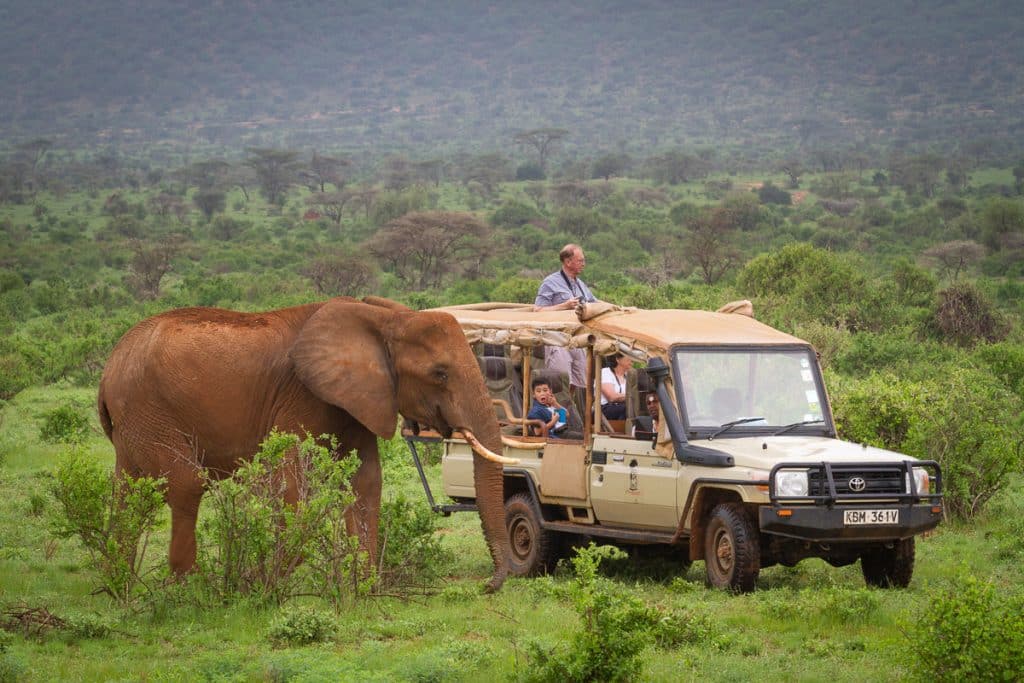 The Alarming Impact Of Tourism On Local Wildlife