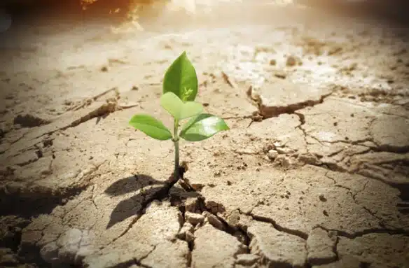 Why Your Indoor Plants Keep Dying