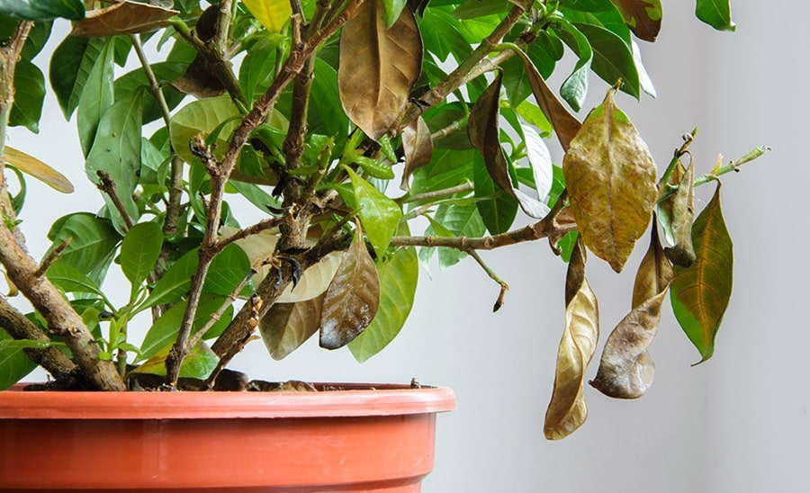 Why Your Indoor Plants Keep Dying