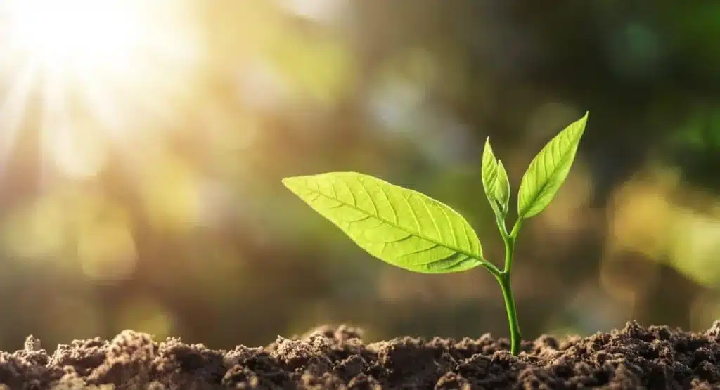 Why Your Indoor Plants Keep Dying