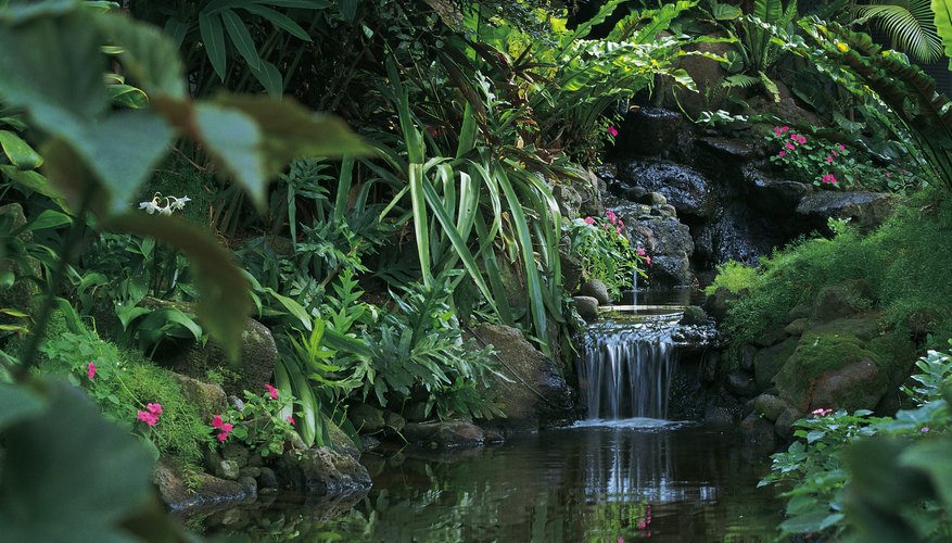 Exploring The Wonders Of The Rainforest