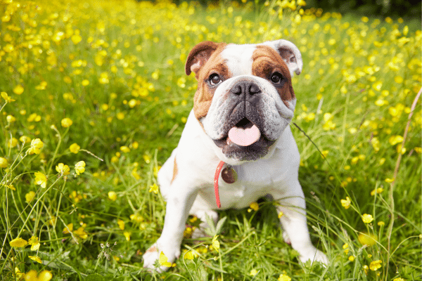 Dog Breeds That Are Perfect For Any Family