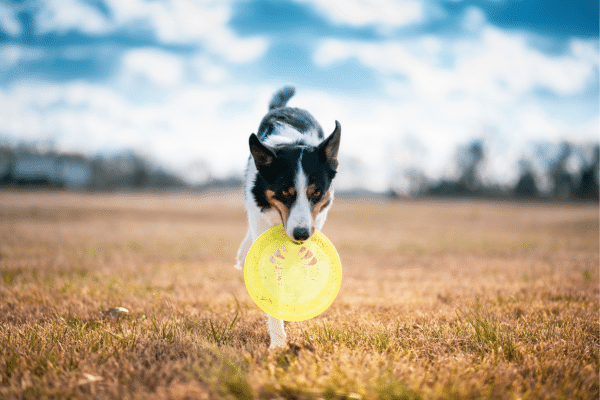 Outdoor Activities To Do With Your Dog