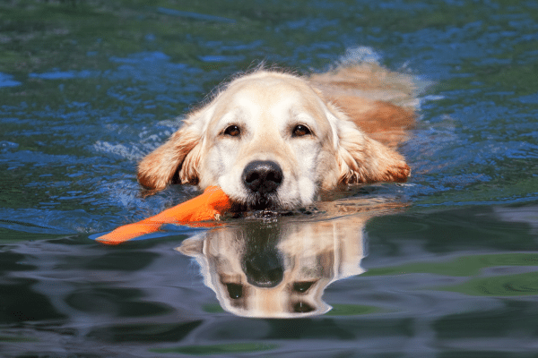 Outdoor Activities To Do With Your Dog