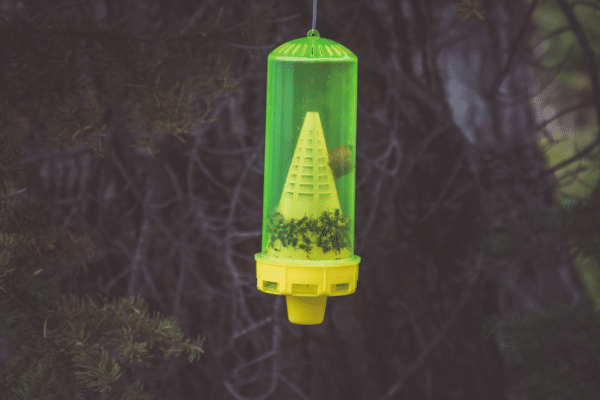 How To Deal With Yellow Jackets This Spring