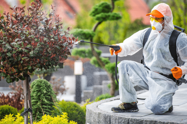 How To Deal With Yellow Jackets This Spring