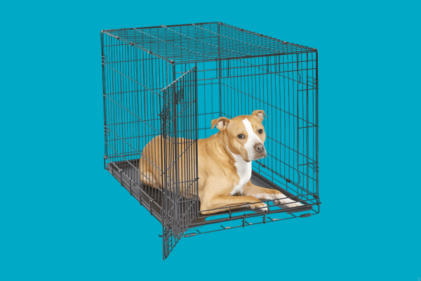 Products Every Dog Owner Should Have