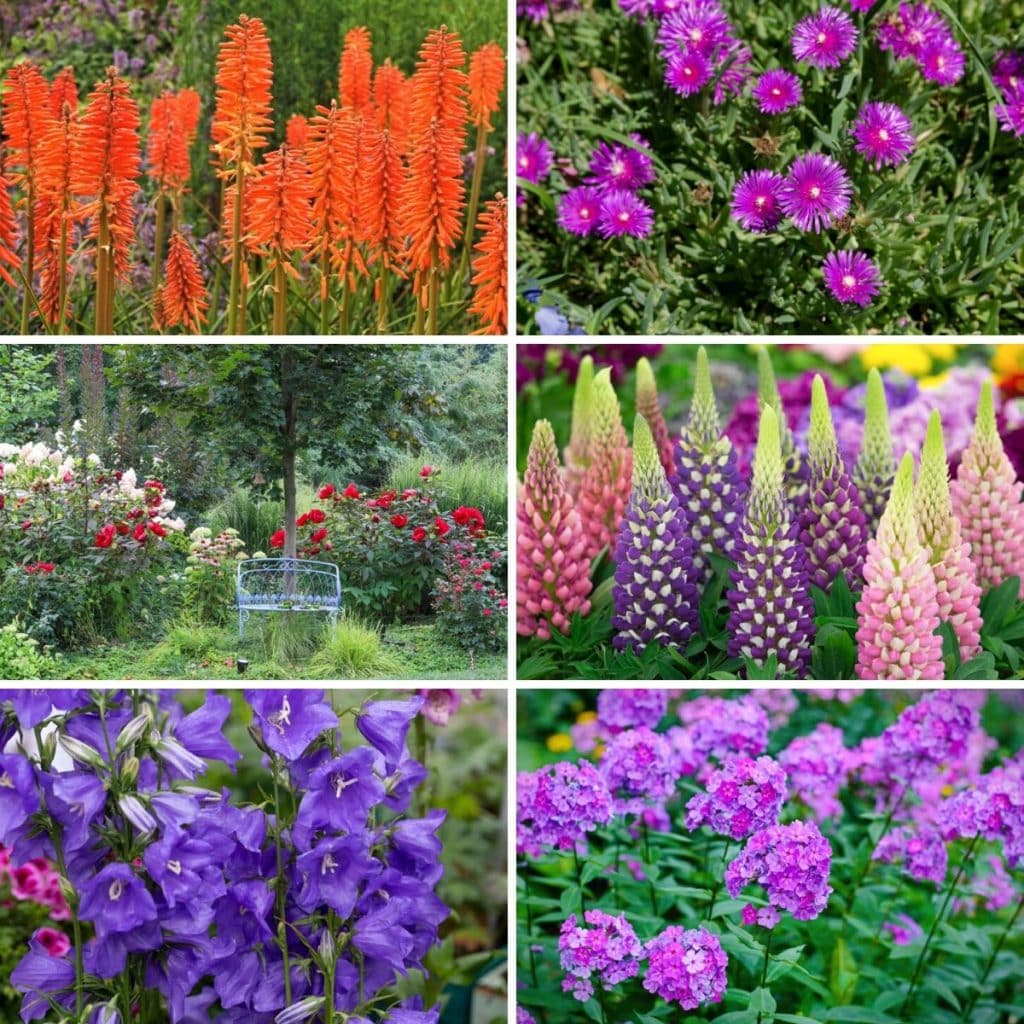 How to Achieve Year-Round Color in Your Garden