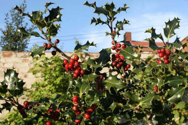 Plants To Grow For More Privacy