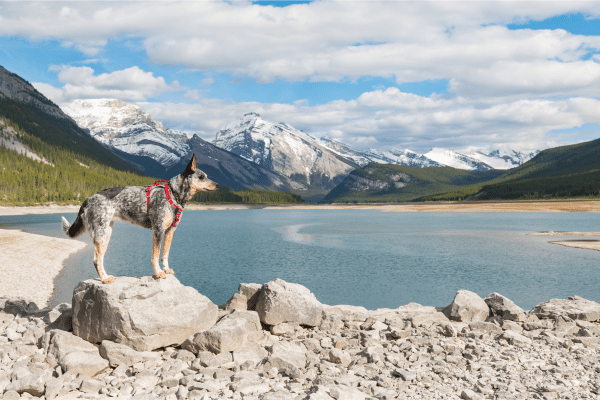 Tips For Raising An Adventurous Dog