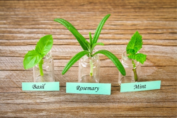 DIY Natural Insect Repellents for a Bug-Free Home