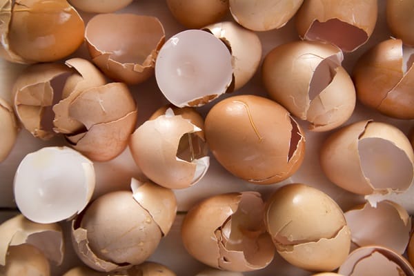 Eggshells