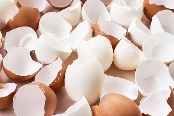Eggshells