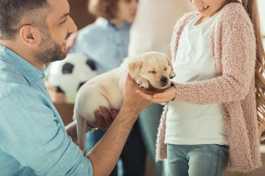 Checklist For New Pet Owners