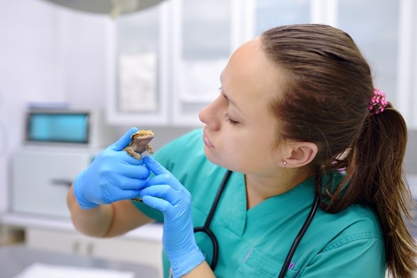 Checklist For New Pet Owners